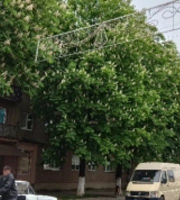 У Сваляві зацвіла алея каштанів