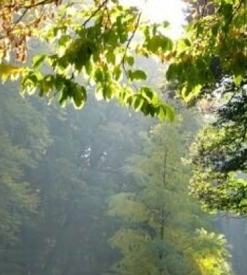 У парках Львова труять кліщів. Графік