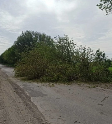 Загинула мама та постраждала 15-річна донька: водійка, яка врізалася у дерево у Луцькому районі, отримала умовне
