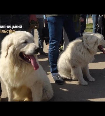 Сотні чотирилапих та море емоцій: у Кропивницькому відбулася виставка собак (відео)