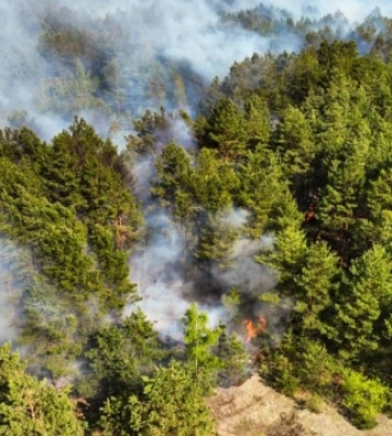 На Київщині рятувальники локалізували лісову пожежу