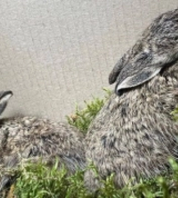 Волинські лісівники під час пожежі врятували двох зайченят