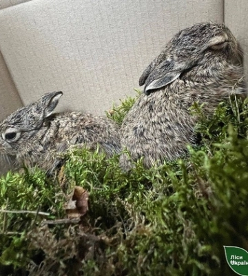 Не паліть траву: на Волині лісівники під час пожежі врятували двох зайченят 