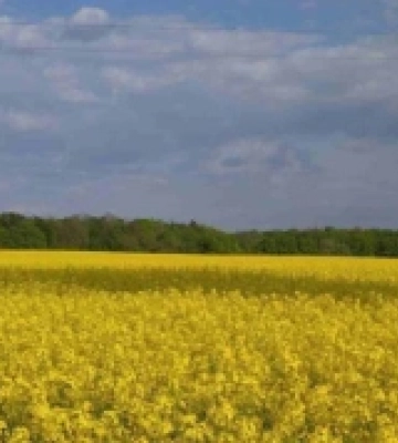 На Рівненщину прямує літнє тепло з короткочасними дощами