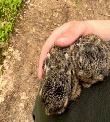 Не паліть траву: на Волині лісівники під час пожежі врятували двох зайченят 