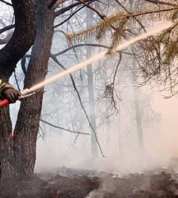 На Київщині ліквідували масштабну лісову пожежу