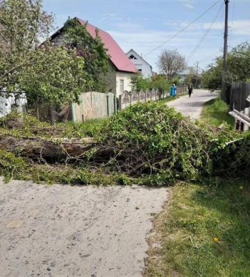 У Радивилові повалене дерево заблокувало рух дорогою