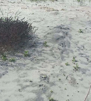 На Дніпропетровщині помітили рослину, якою раніше топили в печах (Фото)