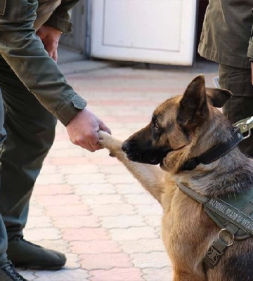 На Миколаївщині нагородили кінолога та його чотирилапу помічницю Емму