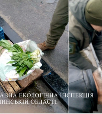 Сума збитків – 72 тис. грн: волинські екологи ловили продавців черемші