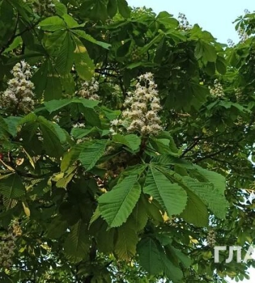 Україну частково накриють дощі та грози: прогноз погоди на 17 травня