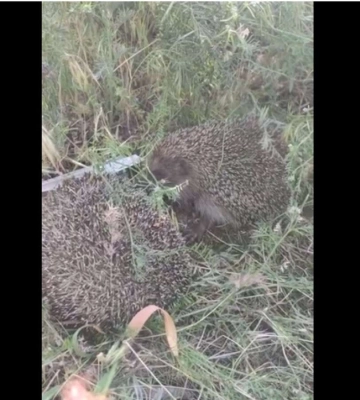 На Днепропетровщине на видео попал спор ежей
