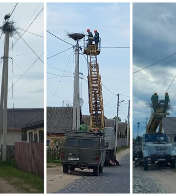 Молодій сім’ї лелек допомогли у Зарічному