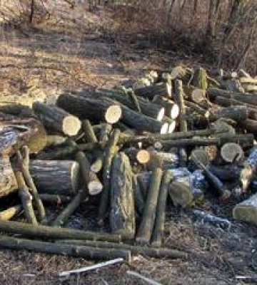 На Полтавщині судитимуть молодика, який порубав дерев на двісті тисяч