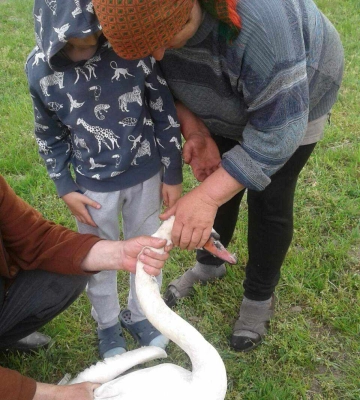 На Волині врятували травмованого лебедя 