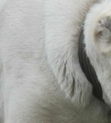 Двічі зірвався з ціпка: На Одещині собака покусала дитину та загризла тер&#039;єра