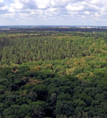 У Києві продовжили заборону на відвідування лісів