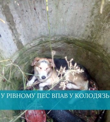 У Рівному пес впав у колодязь