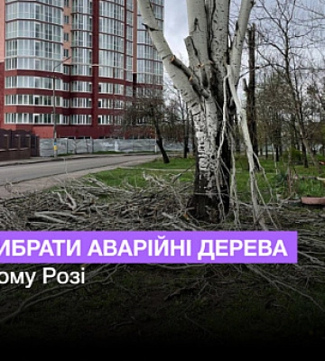 Криворіжець зареєстрував петицію щодо зпилу небезпечних дерев