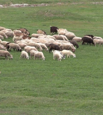 На півдні Одещини продовжують розвивати вівчарство