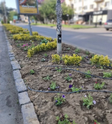 "Були висаджені напередодні". В Ужгороді викрали понад двісті кущів рослин