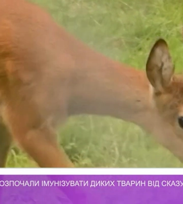 На Закарпатті розпочали імунізувати диких тварин від сказу (відео)