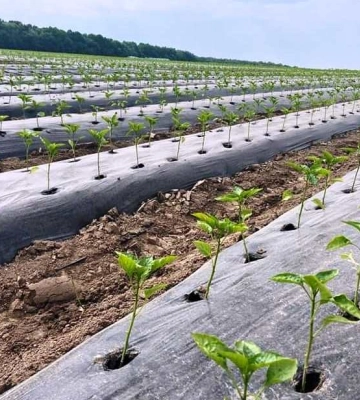 На Вінниччині стартував новий проєкт з промислового вирощування овочів