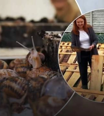 Бізнес для душі: харків&#039;яни біля будинку облаштували невелику равликову ферму