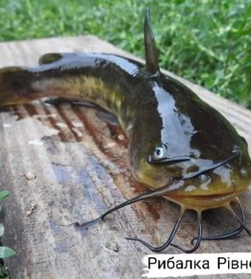 Сказали, яку небезпечну рибу треба виловлювати з водойм Рівненщини