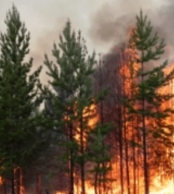 На Рівненщині зареєстрували 60 пожеж в екосистемах