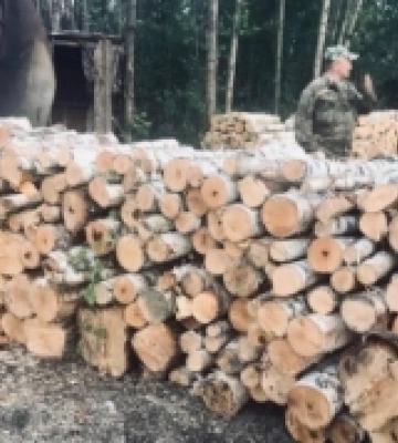 Березнівщина: на підприємстві виявили нелегальну деревину