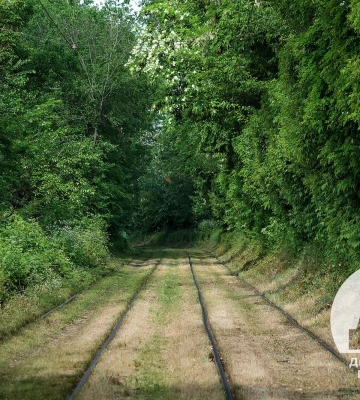 Тунель кохання. У Дніпрі природа створила  романтичний куточок для закоханих (Фото)
