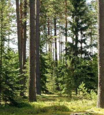 На Волині лісові землі вартістю 95 млн повернули у власність держави