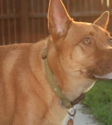В обласному центрі Закарпаття виявили сказ у собаки