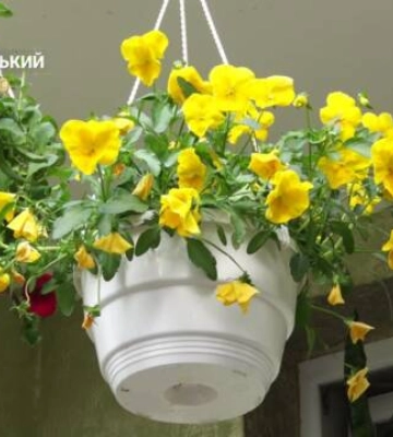 Жителі будинку Кропивницького облаштували квітник (відео)