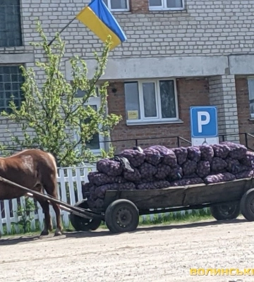 Продати чи так віддати: у селах області практично за безцінь здають бараболю