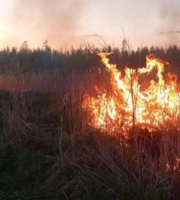 На Рівненщині за добу невідомі п`ять разів підпалювали сухостій та сміття
