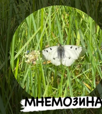 У нацпарку на Рівненщині помітили рідкісного червонокнижного метелика