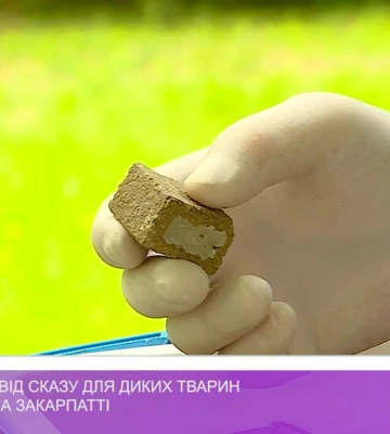 Вакцинацію від сказу для диких тварин проводять на Закарпатті (відео)