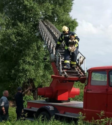 Шершні у комині, собака на дереві й корова в канаві: будні волинських рятувальників