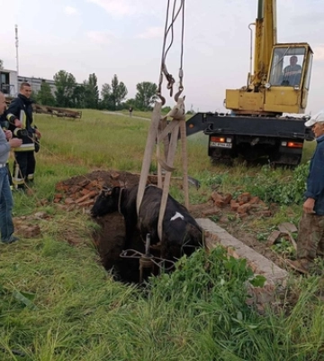 Шершні у комині, собака на дереві й корова в канаві: будні волинських рятувальників