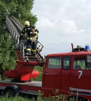 Шершні у комині, собака на дереві й корова в канаві: будні волинських рятувальників