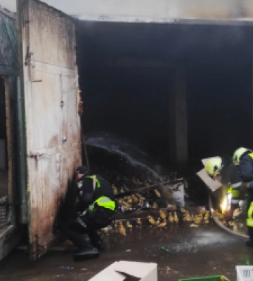 Під час пожежі в гаражі на Золочівщині загинуло 350 каченят
