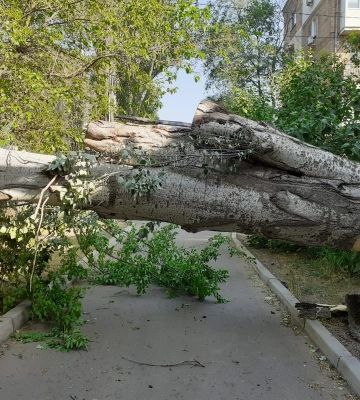 У Миколаєві через тополю без світла залишилися 10 будинків