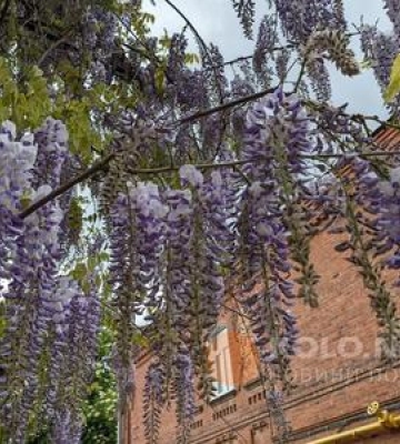 У Полтаві завершує квітнути гліцинія
