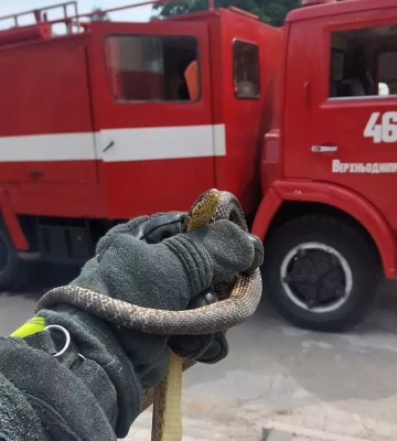 Такого ще не було. На Дніпропетровщині змія заповзла до кіоску