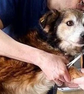 У Дніпрі дивом вижив пес, який був у ветклініці під час ракетного удару