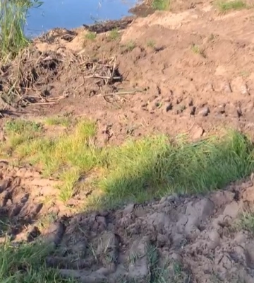 Покращувачі від Сумської мерії таки знищили зелену зону на Чешці (відео)