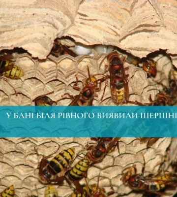 У бані біля Рівного виявили шершнів
