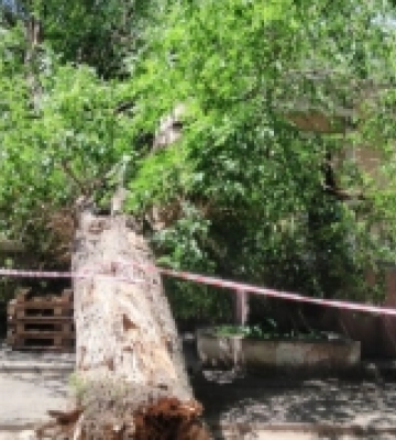 В Ужгороді на дах магазину впало дерево: викликали рятувальників